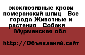 эксклюзивные крови-померанский шпиц - Все города Животные и растения » Собаки   . Мурманская обл.